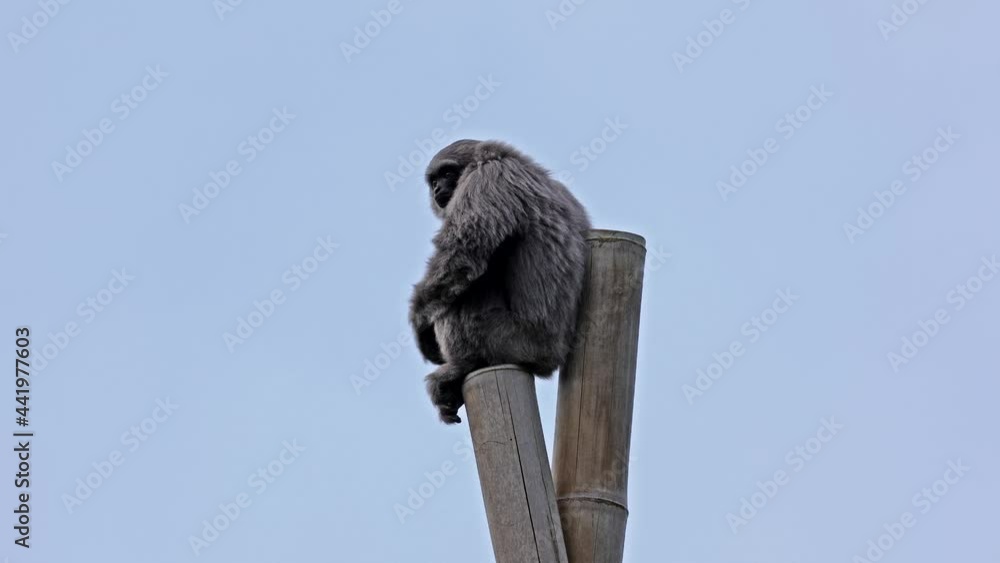 Silvery gibbon, Hylobates moloch. The silvery gibbon ranks among the most threatened species. Silvery gibbon, Hylobates moloch. The silvery gibbon ranks among the most threatened species.