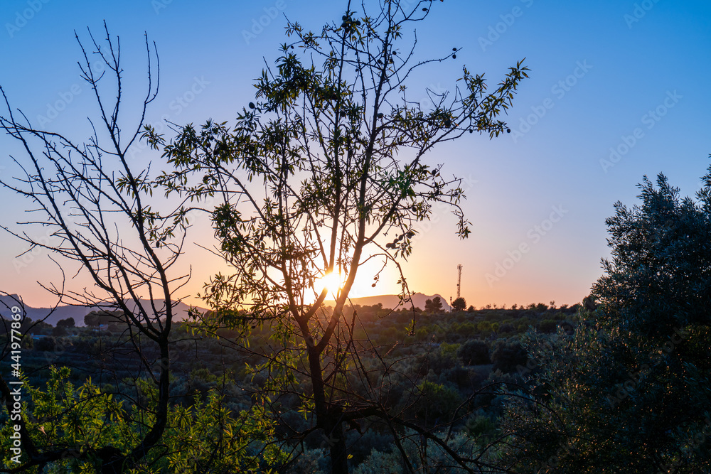 Sunset between fields of almond trees, with the sun setting over the mountains.