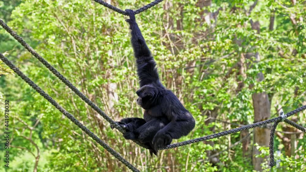 The siamang, Symphalangus syndactylus is an arboreal blackfurred