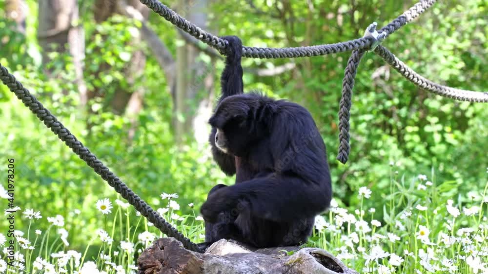The siamang, Symphalangus syndactylus is an arboreal blackfurred