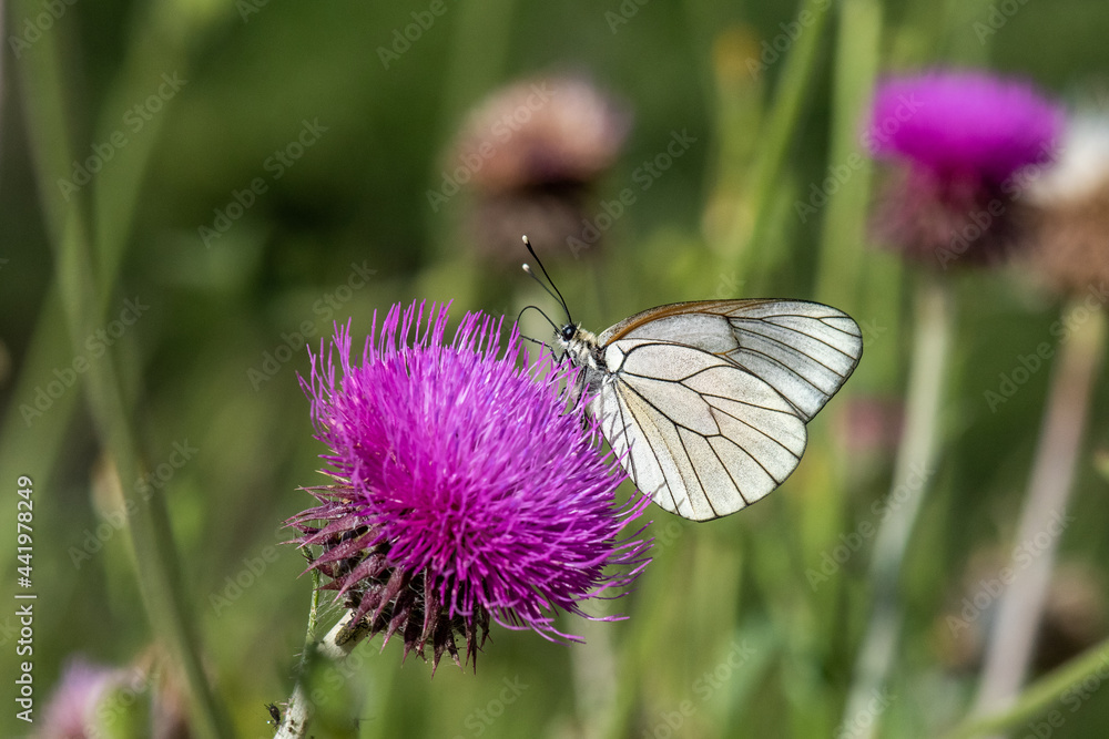 Obraz premium Pieridae / Alıç Kelebeği / Black-veined White / Aporia crataegi