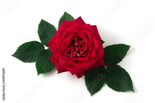 rose on a white background with green leaves