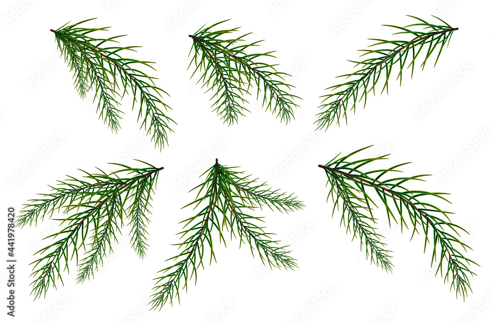 A set of fir branches. New Year's and Christmas. The Christmas tree.