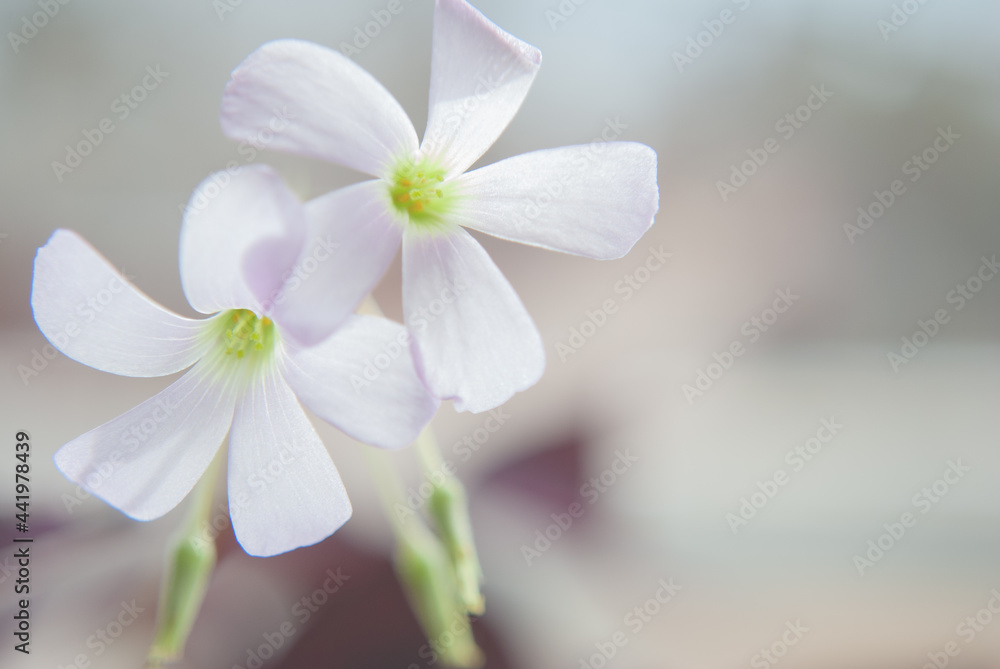Obraz premium Clover Plant Blossoms in Window Light