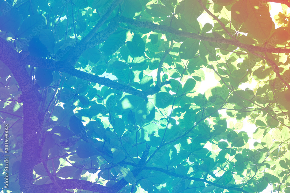 beauty sofr pastel color bokeh light sweet green leaves background