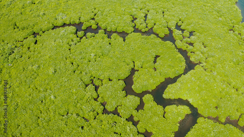 Mangrove rainforest with green trees in the sea water, aerial view. Tropical landscape with mangrove grove. Mangrove rainforest with green trees in the sea water, aerial view. Tropical landscape with mangrove grove.