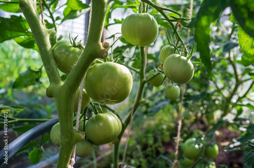 Small, unripe green tomatoes in a greenhouse, in a vegetable garden, on a summer day. 