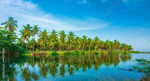 Coconut trees and landscape with lake