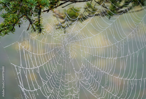 close up on spider web