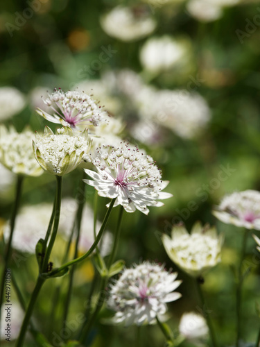 (Astrantia major)  Astrance à petites fleurs en ombelles hérissé blanc-verdâtre à laiteux entourées de bractées blanches, fines et pointues  © Marc