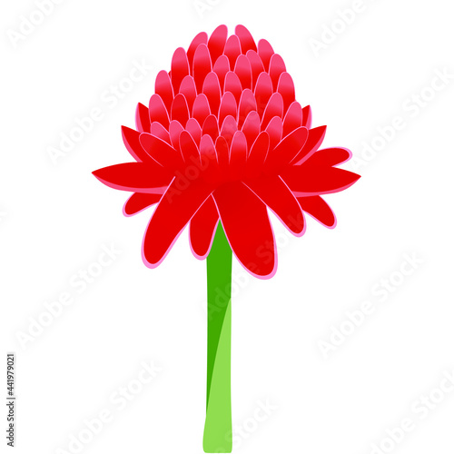 Etlingera elatior, red torch ginger flower isolated on white background.