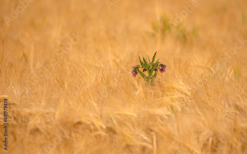 lila Blume im Kornfeld, Farbtupfer Abwechslung aus der Masse herausstechen