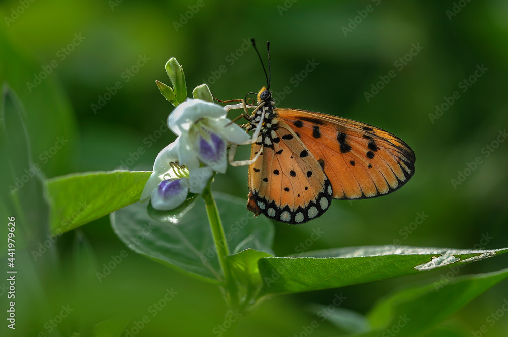 Fototapeta premium white spider eating butterfly