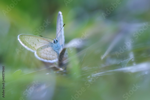 butterfly on a leaf