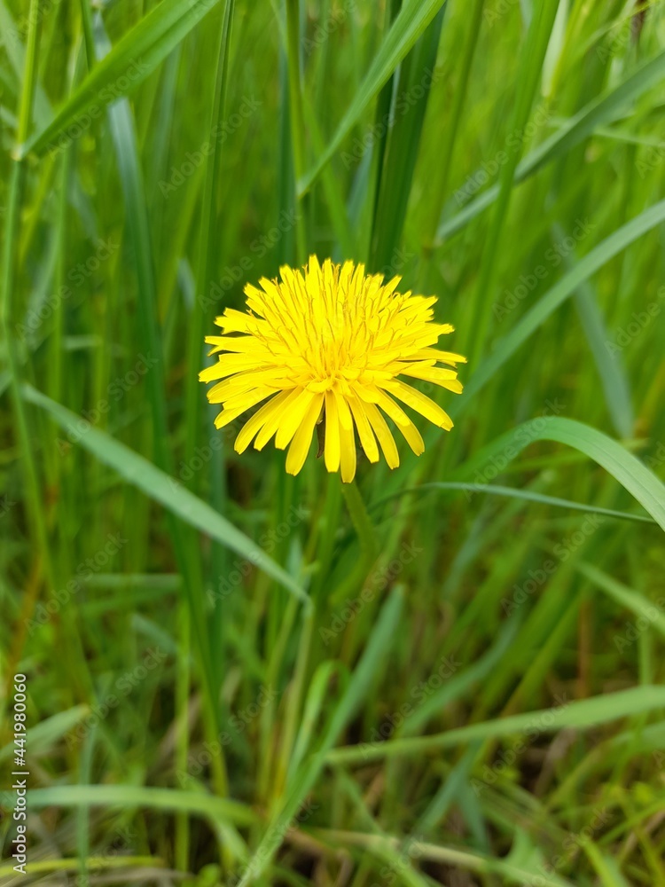 Yellow blooming dandelion flower in green grass. Yellow blooming dandelion flower in green grass.