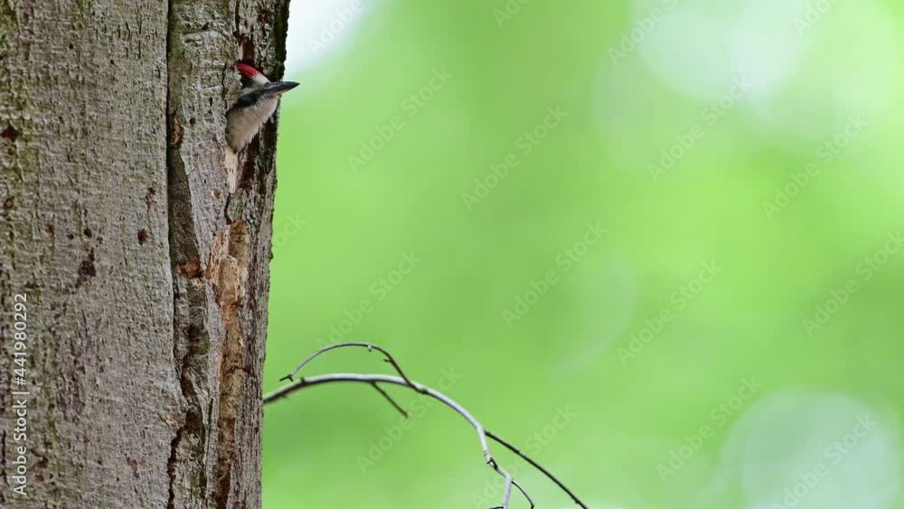 Great spotted woodpecker young bird looks out of its beech tree cave and begs for food, june, (dendrocopos major), germany Great spotted woodpecker young bird looks out of its beech tree cave and begs for food, june, (dendrocopos major), germany