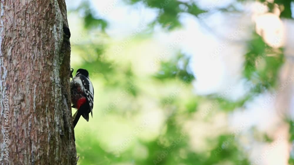 Great spotted woodpecker female feeds its young at the brood cave in a pine tree, june, (dendrocopos major), germany