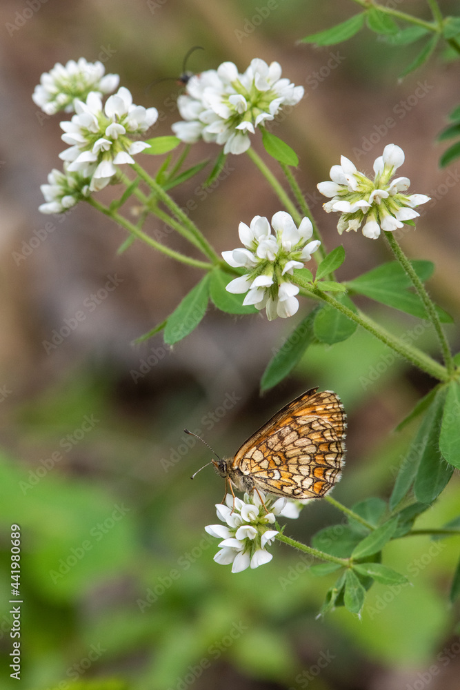 Nymphalidae / Amannisa / Heath Fritillary / Melitaea athalia Nymphalidae / Amannisa / Heath Fritillary / Melitaea athalia