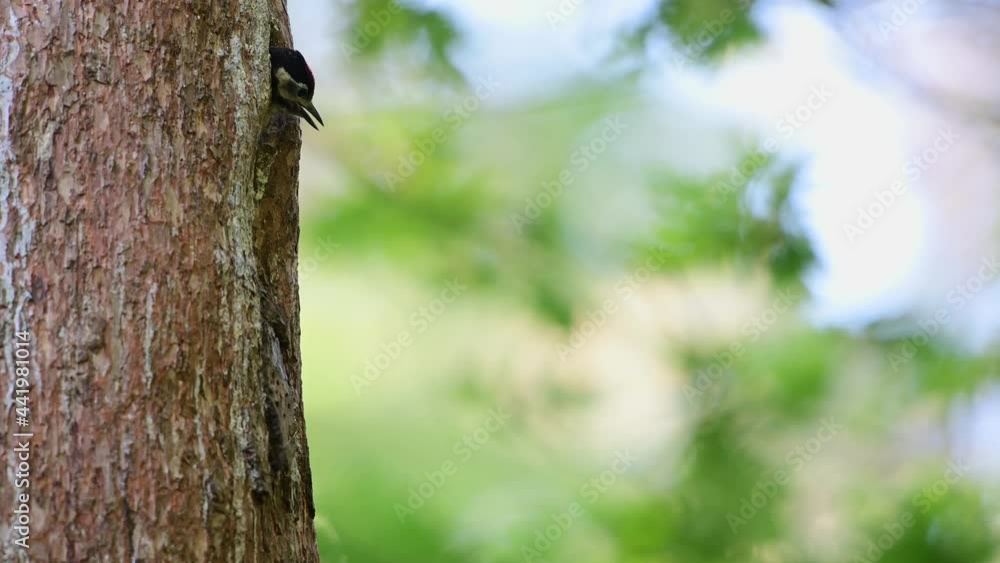 Great spotted woodpecker male feeds its young at the brood cave in a pine tree, june, (dendrocopos major), germany Great spotted woodpecker male feeds its young at the brood cave in a pine tree, june, (dendrocopos major), germany