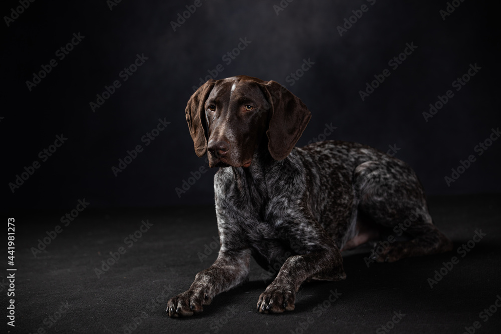 portrait of shorthaired pointer on a dark background in the studio portrait of shorthaired pointer on a dark background in the studio