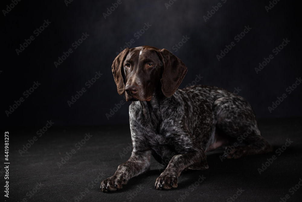 portrait of shorthaired pointer on a dark background in the studio