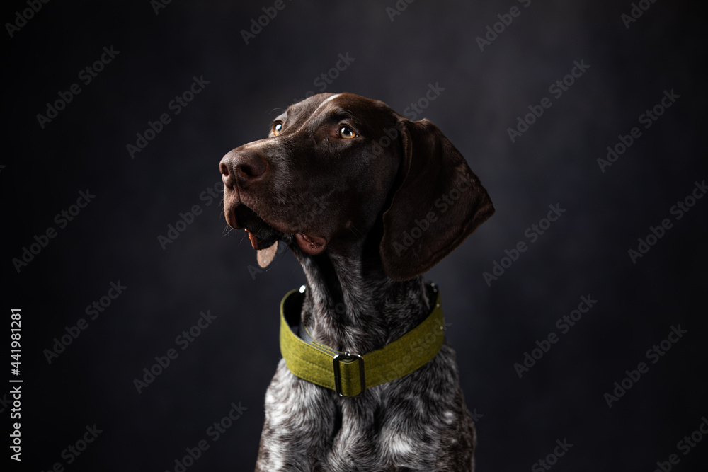 portrait of shorthaired pointer on a dark background in the studio