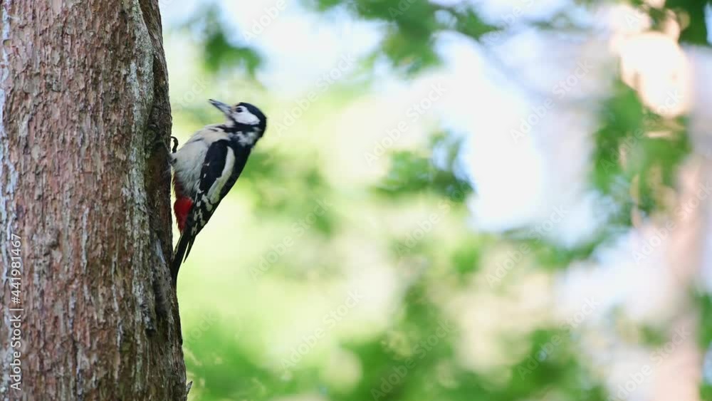 Great spotted woodpecker male feeds its young at the brood cave in a pine tree, june, (dendrocopos major), germany Great spotted woodpecker male feeds its young at the brood cave in a pine tree, june, (dendrocopos major), germany