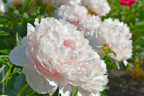 Pink and white beautiful peonies close up in the garden