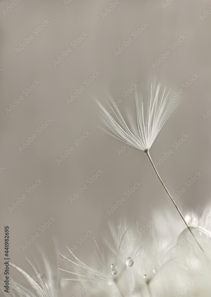 a lone parachute over a dandelion