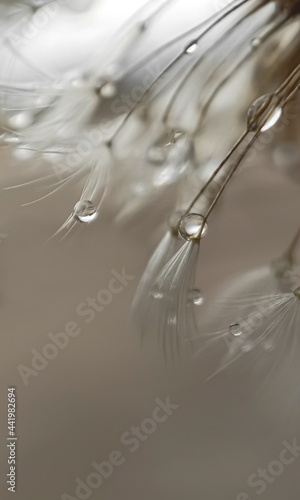 drops hanging from dandelion