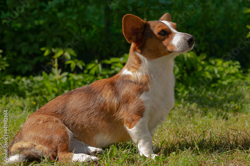 Fototapeta Naklejka Na Ścianę i Meble -  Charming cute little dog corgi cardigan in nature