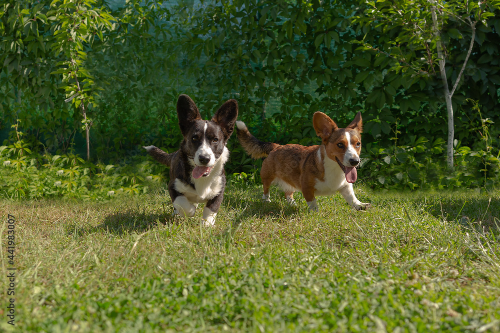 Two small eared funny dogs, corgi cardigan play in nature