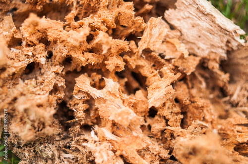 Nahaufnahme eines Baumstumpfes, der von Ameisen bevölkert wurde. Es sind deutlich die Gänge zu sehen