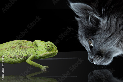 i gatti sono predatori in natura ma nel ambito casalingo diventano curiosi e giocherelloni anche con animali che  potenzialmente possono considerarsi prede. 