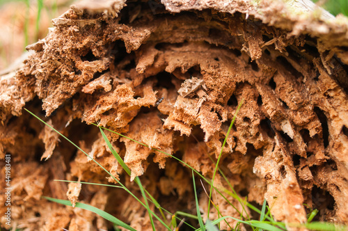 Nahaufnahme eines Baumstumpfes, der von Ameisen bevölkert wurde. Es sind deutlich die Gänge zu sehen