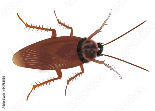 cockroach vector art on white background.