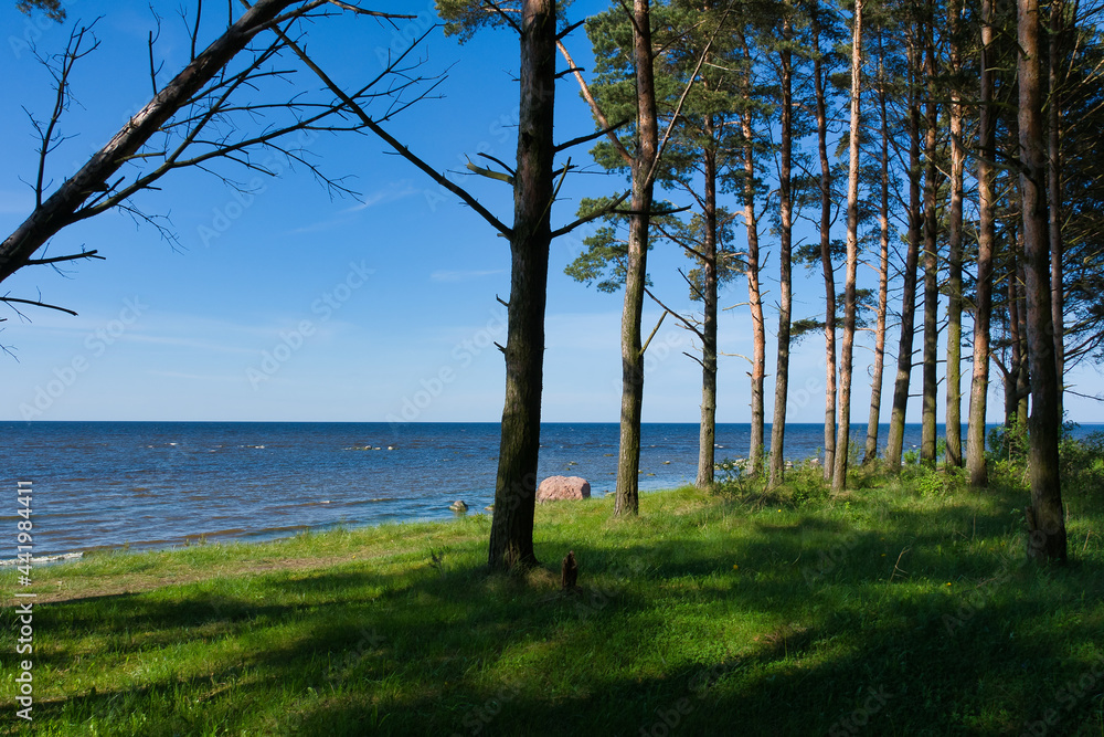Pine forest with tall trees on the seashore in the contrasting light of a sunny evening under a blue sky with a light cloudy haze. Pine forest with tall trees on the seashore in the contrasting light of a sunny evening under a blue sky with a light cloudy haze.