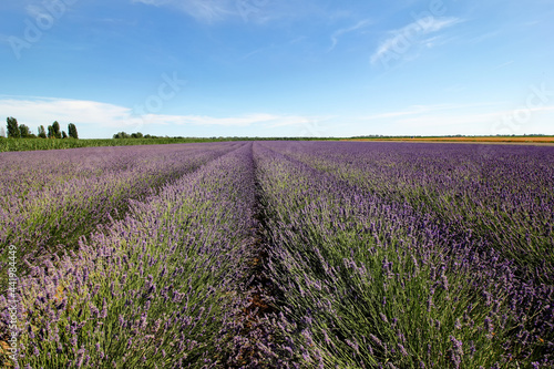 Campo coltivato a lavanda in Italia. Parco delta del po Veneto. Messa a fuoco selettiva.