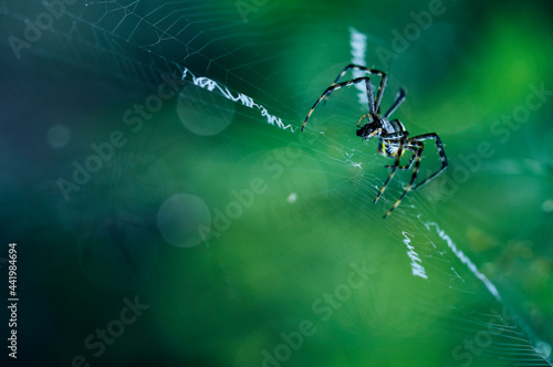 spider on the web