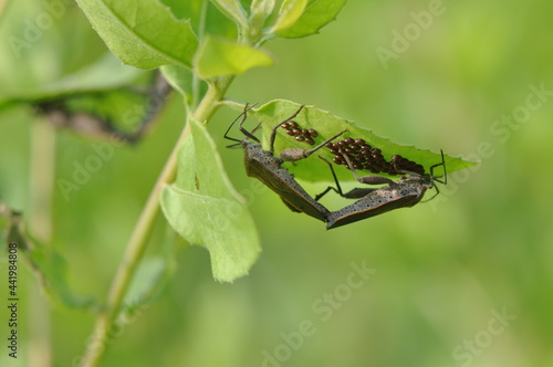 beetles are mating while guarding eggs