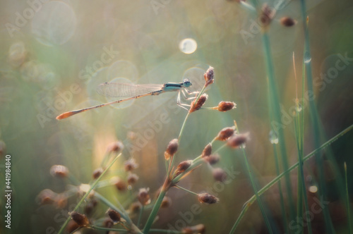 dragonfly on the grass