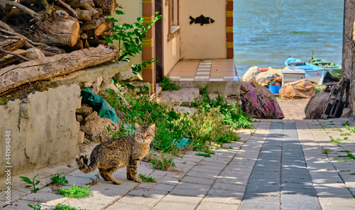 Cute street cat one of its eyes is damages standing on narrow street with blurred uluabat lake (golyazi) and on the cobblestone ground in vintage village houses