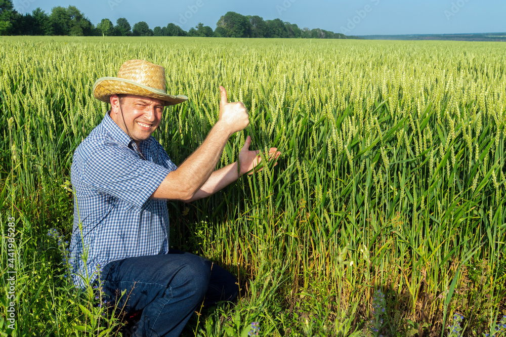 Senior farmer in a wheat field with a raised thumb up giving a sign of a good harvest. Senior farmer in a wheat field with a raised thumb up giving a sign of a good harvest.