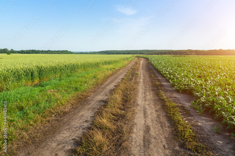 Summer landscape with road between fields and blue sky Summer landscape with road between fields and blue sky