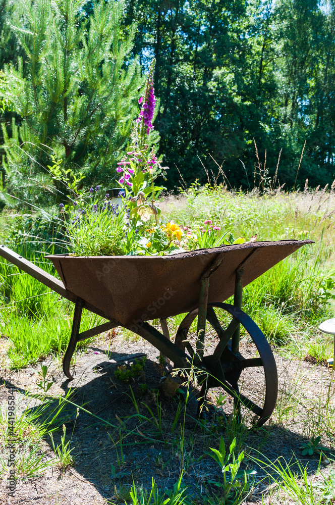 Alte rostige Schubkarre mit Rad aus Metall. umfunktioniert zu einen Blumenbeet
