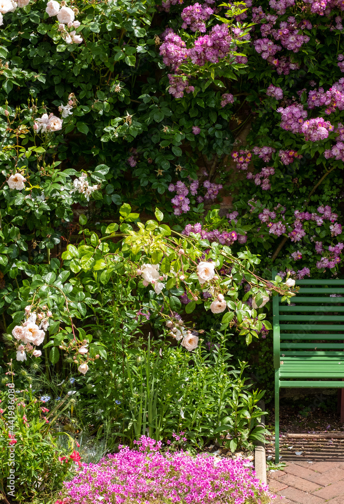 Velchenblau rambling rose with purple magenta flowers surrounding a green bench, at Eastcote House Gardens, historic walled garden in north west London UK