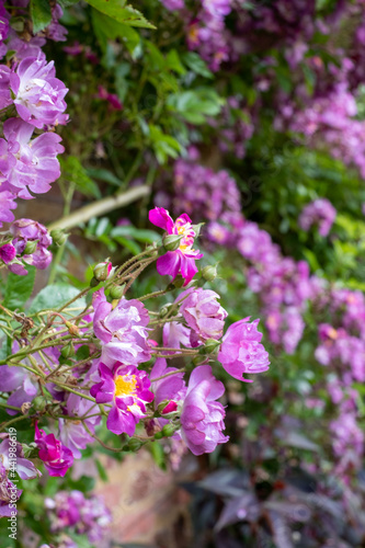 Velchenblau rambling rose with purple magenta flowers surrounding a green bench  at Eastcote House Gardens  historic walled garden in north west London UK