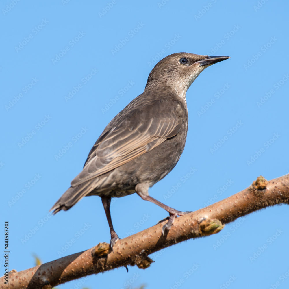 Fototapeta premium Young Starling Perched in a Tree