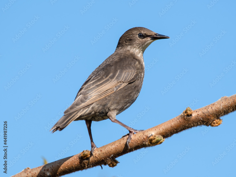 Obraz premium Young Starling Perched in a Tree