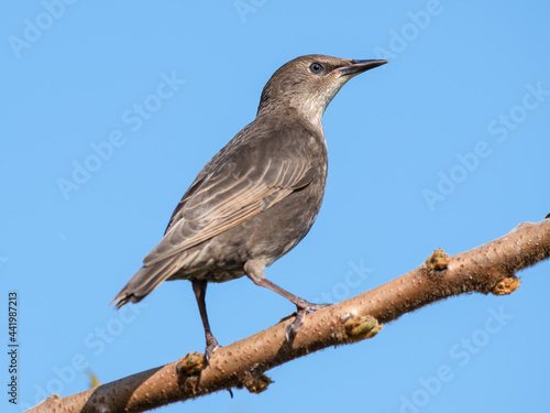 Young Starling Perched in a Tree